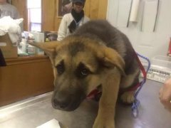 狗狗這么信任你，你怎么可以騙狗狗？！