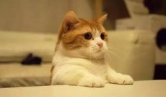 貓這種動物，一旦碰上，就再也戒不了了 華興寵