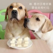 狗狗是否需要補鈣？補鈣應注意什么？ 華興寵物