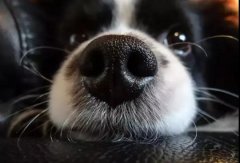 狗狗鼻子干是生病了嗎？