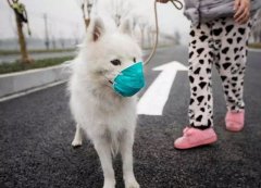 疫情下，如何保證寵物的安全？