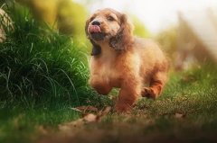 帶狗出門的五大注意事項，做個合格的養(yǎng)犬人